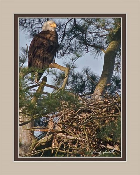 Bald Eagle on Nest in Valley Forge